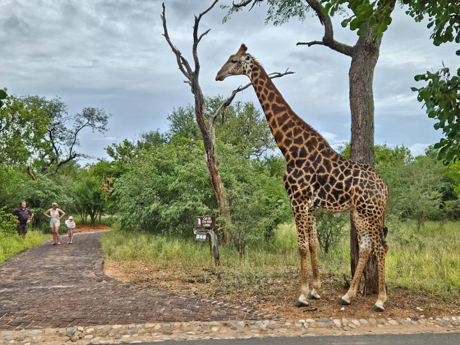 Call Of The Wild Lodge Hoedspruit Luaran gambar