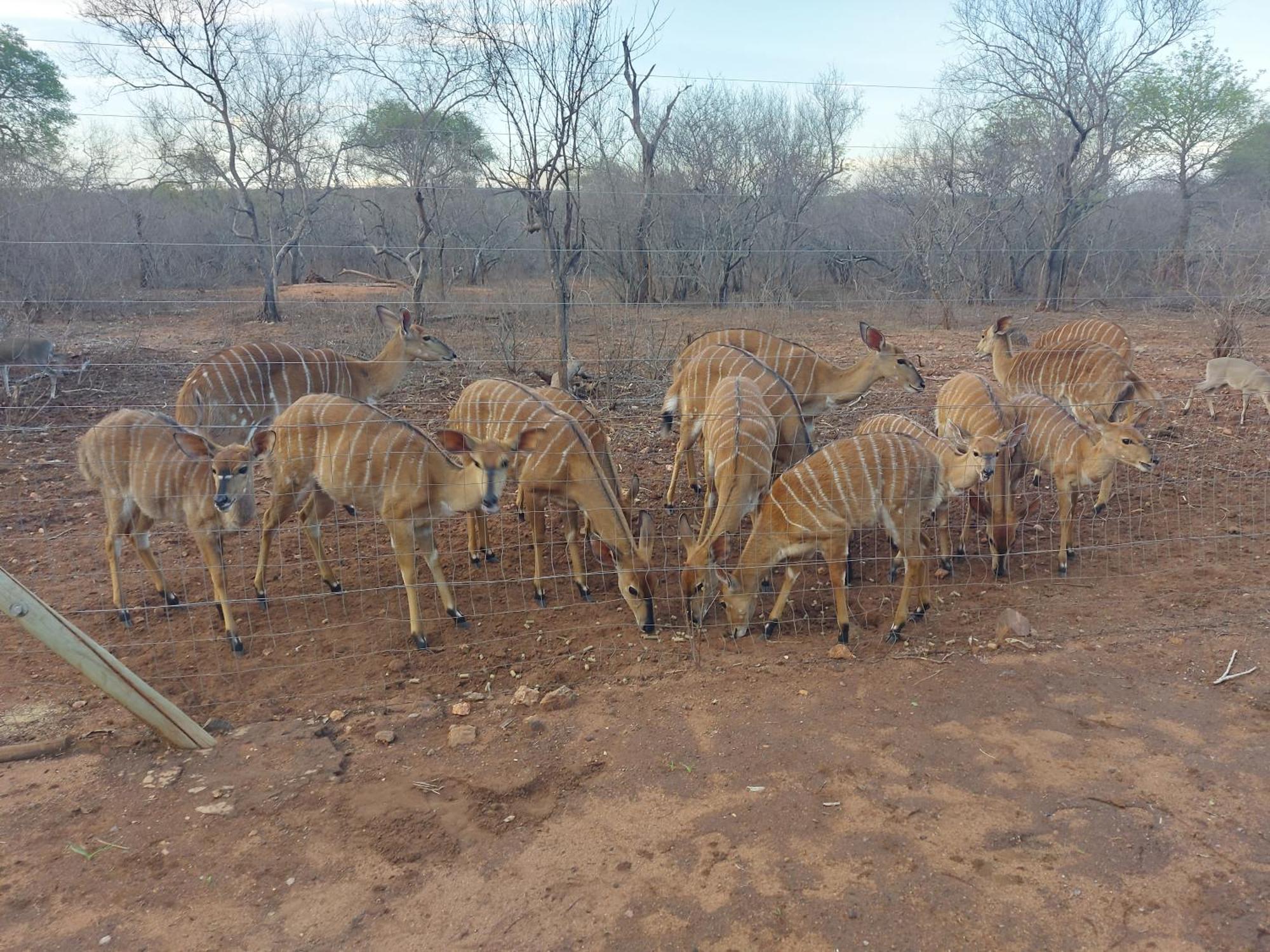 Call Of The Wild Lodge Hoedspruit Luaran gambar